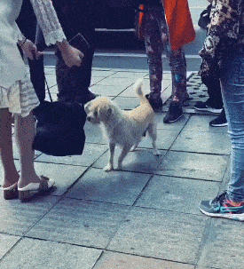 为了生存,流浪狗都学会了哪些技能? 为了生存,流浪狗都学会了哪些技能?