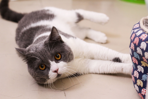 把猫送走和离开我儿子,你二选一:女人的回答,让准婆婆无话可说