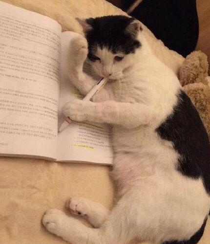 猫咪偷喝牛奶被惩罚，为了躲避主人的责骂，靠着卖萌躲过了一劫 