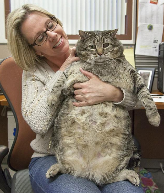猫咪最胖多少斤 | 美国一猫咪体重超30斤 或为世界最胖猫