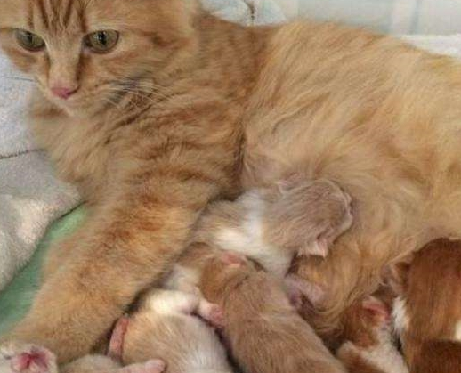 花100买了只橘猫，没多久就生了一窝猫，主人却哭晕：都是讨债的
