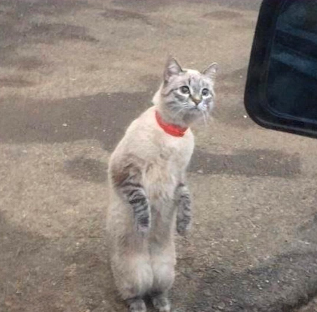 小花猫离家三天又回来了，望着主人车子一个劲试探，画面笑翻人