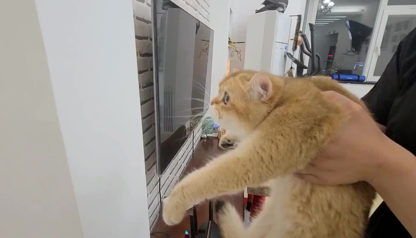 注意啦!如果你家猫咪有以下几种表现,那它可能是个傻子! 注意啦!如果你家猫咪有以下几种表现,那它可能是个傻子!
