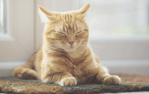 猫咪安乐死实属无奈
