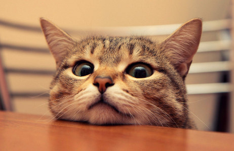 以案释法│流浪猫伤人,好心投喂是否担责?