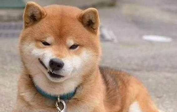 小柴犬拆家被主人罚站，主人准备暴打它一顿，下一秒网友爆笑不已