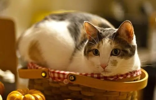 家里的猫粮消耗量异常变大，暗中调查有了结果：还学会“包养”了