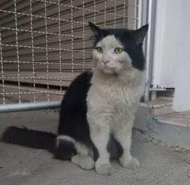小花猫离家三天又回来了，望着主人车子一个劲试探，画面笑翻人