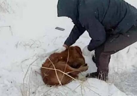 金毛知道自己大限将至,在冰天雪夜里离开家,主人找到时悲痛欲绝 金毛知道自己大限将至,在冰天雪夜里离开家,主人找到时悲痛欲绝