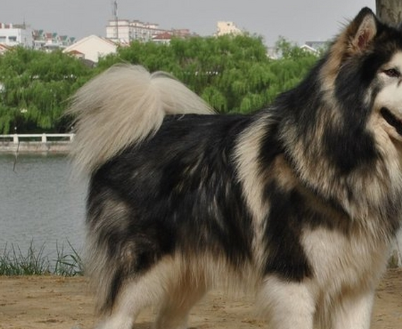 一只大型犬被吉娃娃吓哭，模样十分委屈，主人却忍不住笑了