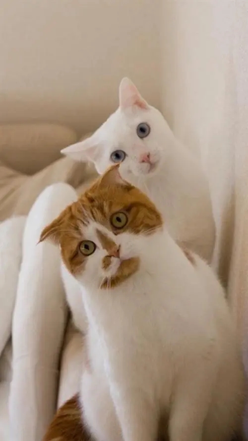 猫咪最近不怎么吃饭，主人好奇跟去一看：原来开小灶了啊