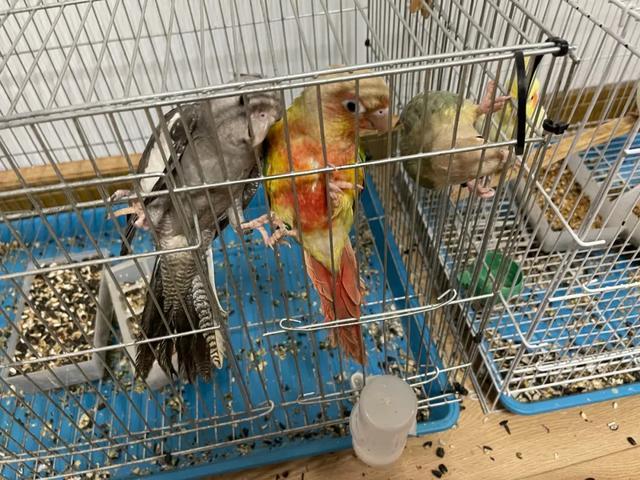 这些宠物千万别养,台州又有2人被抓! 这些宠物千万别养,台州又有2人被抓!