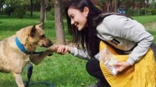 流浪狗被抛弃后瘦骨嶙峋,留学生好心收养,一个半月后送回老家!