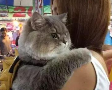 女主带胖猫逛街,遭路人围堵拍照,回家洗澡后笑喷:汤姆猫再世 女主带胖猫逛街,遭路人围堵拍照,回家洗澡后笑喷:汤姆猫再世