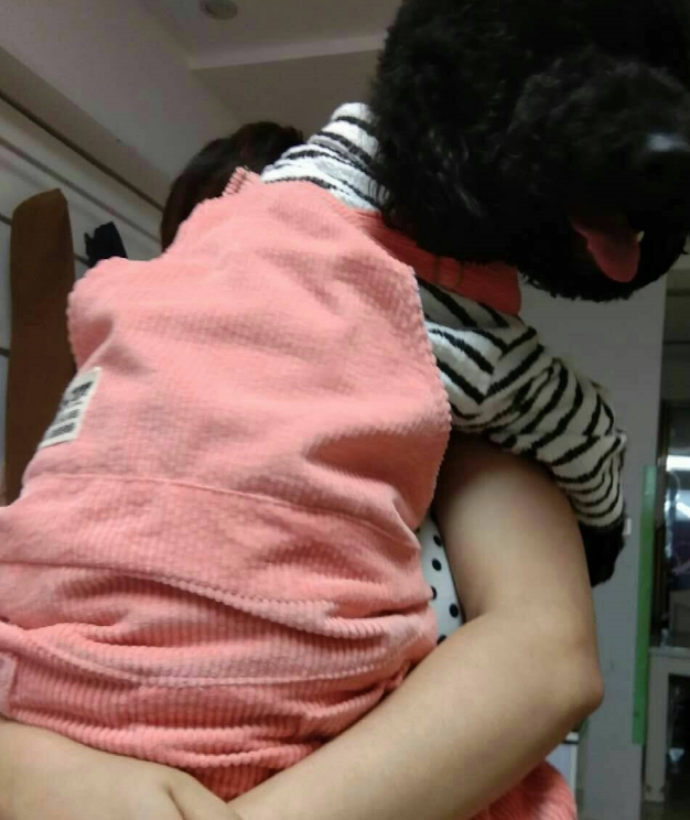 泰迪犬被打扮成了家庭主妇，但它的内心还只是个孩子，看它多可爱
