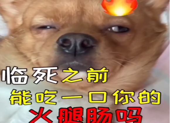 好家伙，原来狗子还有两幅面孔呢，真是“戏精”附体~
