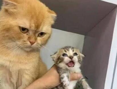 猫妈妈生了一窝小猫，却有一只长得太特别，猫妈的反应逗笑主人 
