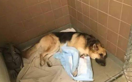 刚收养的狼犬忽然扑向家里7岁的小女儿，原本吓呆的家人最后却被感动哭……