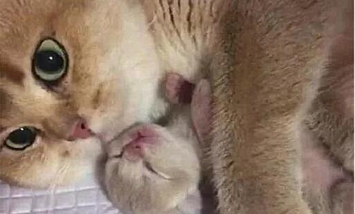 猫咪生下一名独子，铲屎官想抚摸一下，不料却被喵的眼神硬生生给劝退了