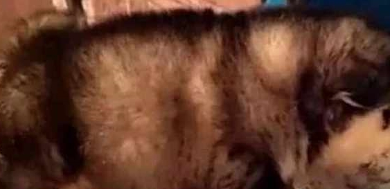 朋友送我只小阿拉，可能是一个披着狗皮的猪，我要破产了