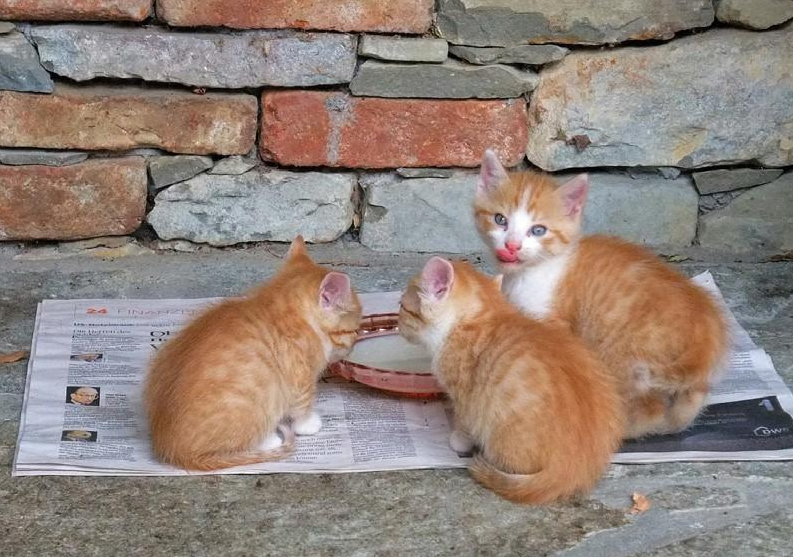 猫是天生的政治动物