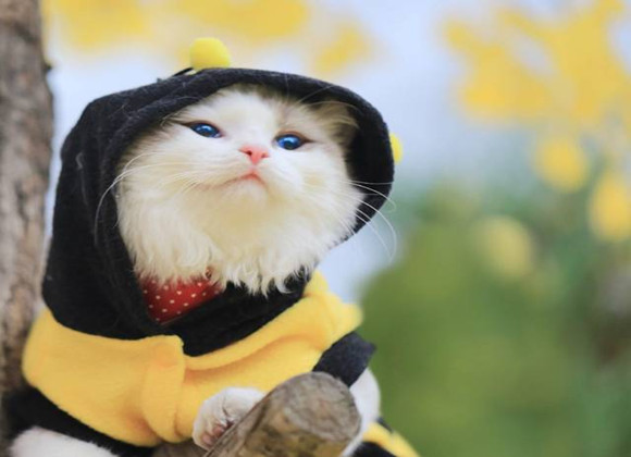 天气逐渐变冷,养猫咪的人家需要注意什么? 天气逐渐变冷,养猫咪的人家需要注意什么?