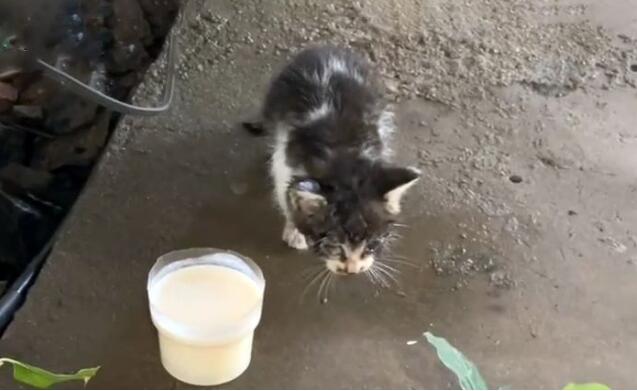 救了一只小猫,猫妈妈找上门要孩子,确认小猫有家后它竟转身离开