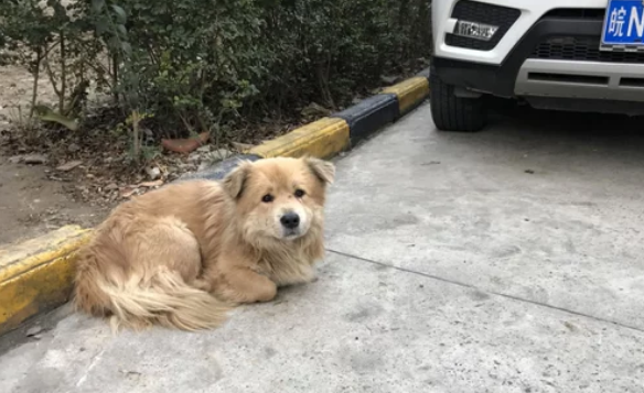 流浪狗横穿高速公路引发连环车祸，谁来承担赔偿责任