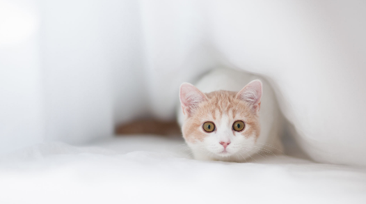 上百只猫狗宠物盲盒被遗弃,中通辟谣 上百只猫狗宠物盲盒被遗弃,中通辟谣