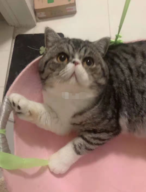 一确诊病例家中3只猫核酸呈阳性,被执行安乐死 一确诊病例家中3只猫核酸呈阳性,被执行安乐死