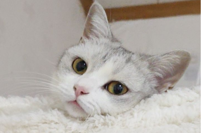 和猫咪黑下巴抗争的一些经验：黑下巴和过敏
