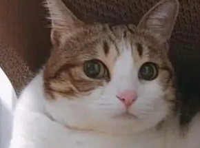 猫突然看着一个地方很紧张 | 猫咪紧张的表现有哪些?如何缓解猫咪的紧张感?