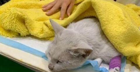 女子喂了一只流浪猫,好不容易说服家人养猫,却发现猫咪回了喵星