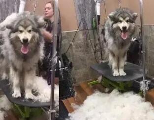 最不好养的五种狗狗你知道吗？赶紧避雷吧！