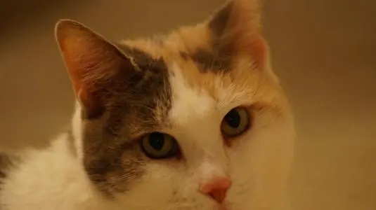一只求生欲强的猫被关厕所里,没有求救,而是默默地“挖地道” 一只求生欲强的猫被关厕所里,没有求救,而是默默地“挖地道”