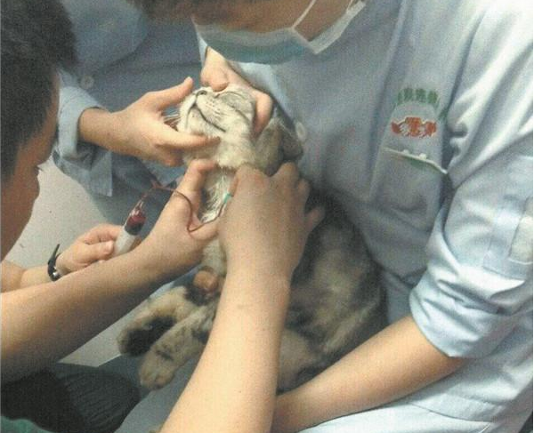 加菲猫生命垂危 “朋友圈”招来献血小伙伴