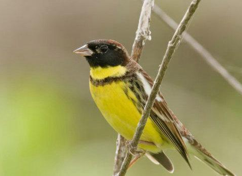 养鸟需知黄胸鹀的饲养方法是什么