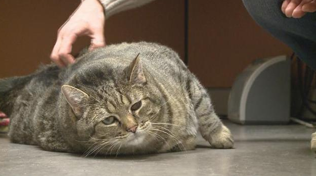猫咪最胖多少斤 | 美国一猫咪体重超30斤 或为世界最胖猫