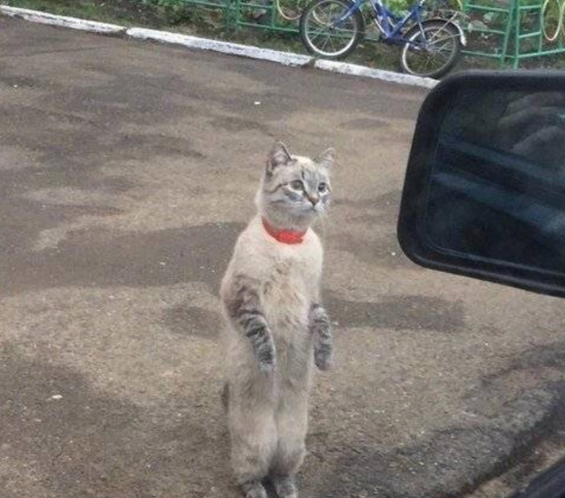 小花猫离家三天又回来了，望着主人车子一个劲试探，画面笑翻人