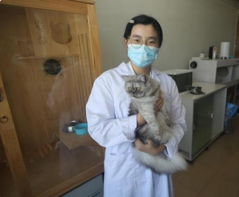 中国国内高校首只克隆猫“征婚”为繁育研究进行准备