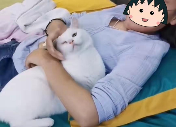 尴了个大尬，堂堂喵星人竟然认错主子了！猫咪：打扰了……