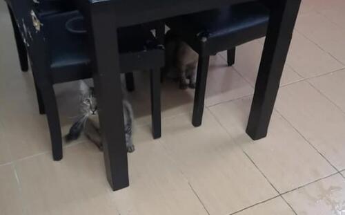 猫咪犯错之后躲在桌子地上,还时不时歪头看主人气消了没:别骂啦 猫咪犯错之后躲在桌子地上,还时不时歪头看主人气消了没:别骂啦