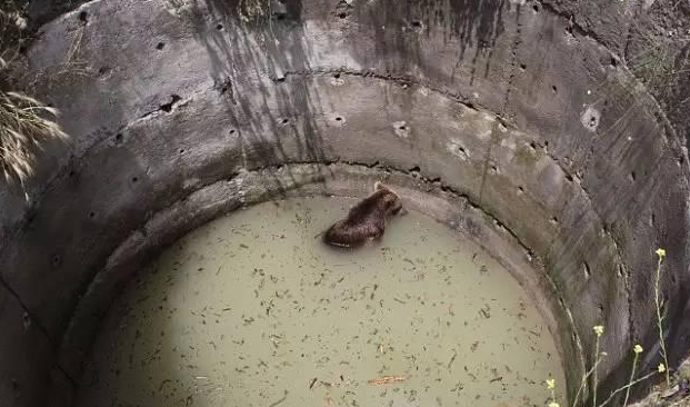 棕熊幼崽聪明 | 好聪明 小棕熊不慎跌入深井 自己顺着楼梯出去 棕熊幼崽聪明 | 好聪明 小棕熊不慎跌入深井 自己顺着楼梯出去