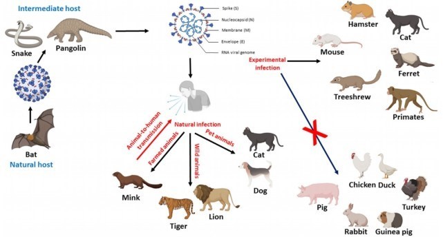 哈爾濱3隻貓核酸陽性，新冠病毒能感染哪些動物？寵物如何避免風險？