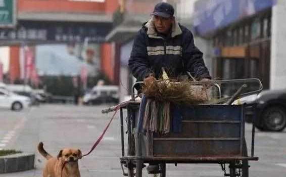 流浪狗为报收养之恩,主动帮环卫大爷清扫街道,画面令人暖心 流浪狗为报收养之恩,主动帮环卫大爷清扫街道,画面令人暖心