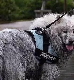 最不好养的五种狗狗你知道吗？赶紧避雷吧！