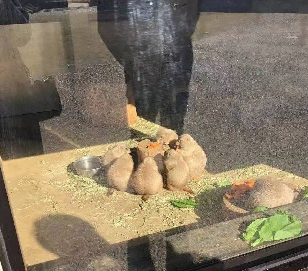 相亲相爱土拨鼠围着小圆桌啃胡萝卜,一家人就要整整齐齐,萌翻了 相亲相爱土拨鼠围着小圆桌啃胡萝卜,一家人就要整整齐齐,萌翻了