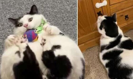 无奈之举！女子为防胖猫偷吃在冰箱和橱柜装儿童锁