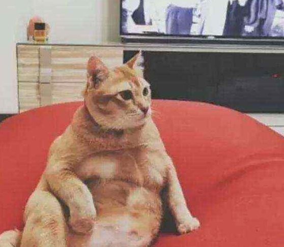 将橘猫送给奶奶养,再次去奶奶家时,发现一只“大鸡腿” 将橘猫送给奶奶养,再次去奶奶家时,发现一只“大鸡腿”