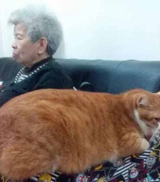 将橘猫送给奶奶养,再次去奶奶家时,发现一只“大鸡腿” 将橘猫送给奶奶养,再次去奶奶家时,发现一只“大鸡腿”